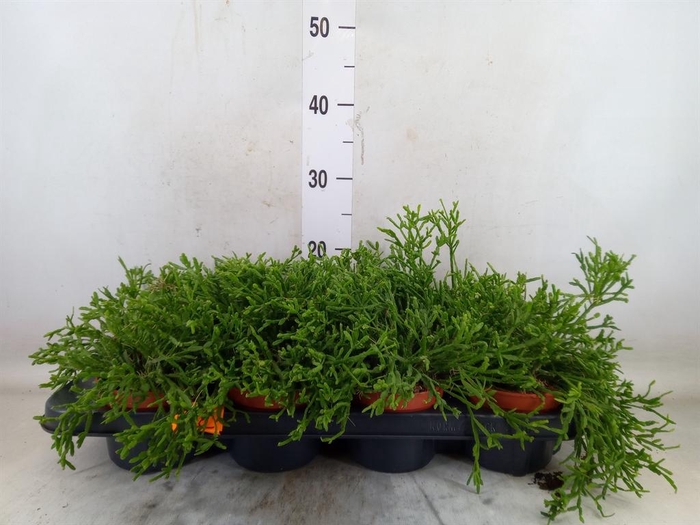 <h4>Rhipsalis ewaldiana</h4>