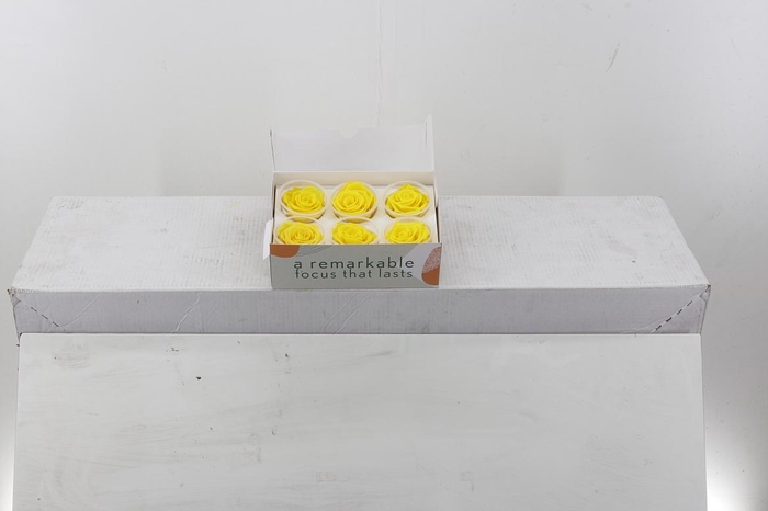 <h4>Rosa Preserved Yellow</h4>