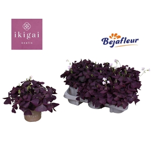 Oxalis triangularis Mijke