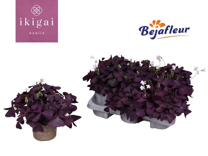 <h4>Oxalis triangularis Mijke</h4>