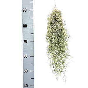 tillandsia usneoides grey small