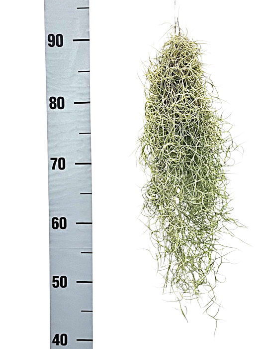 <h4>tillandsia usneoides grey small</h4>