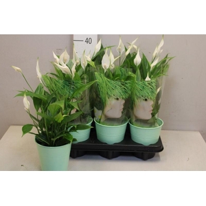 ARR SPATHIPHYLLUM