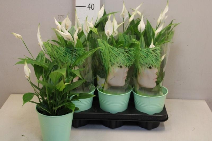 <h4>ARR SPATHIPHYLLUM</h4>