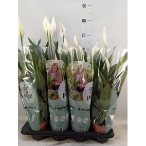 Spathiphyllum  'Sweet Ricardo'