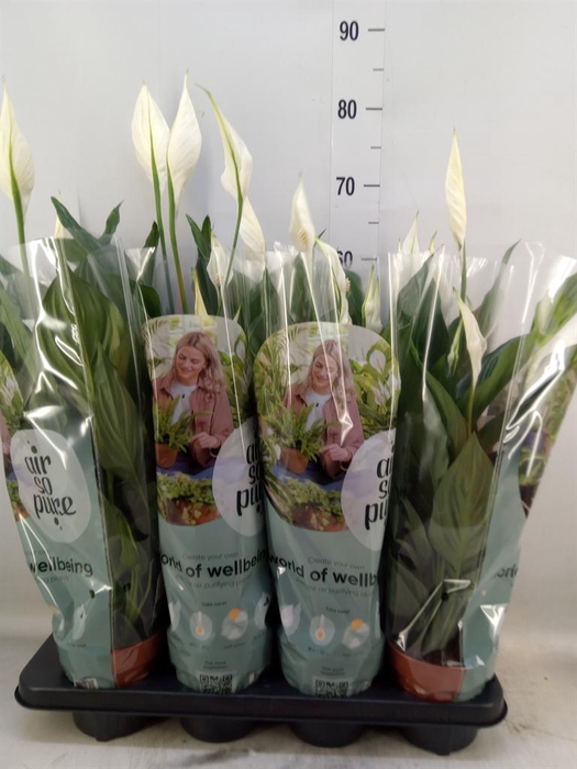 <h4>Spathiphyllum  'Sweet Ricardo'</h4>