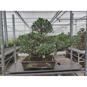 Ficus retusa, pot 61 cm. Height 85cm.( single item) (kopie)