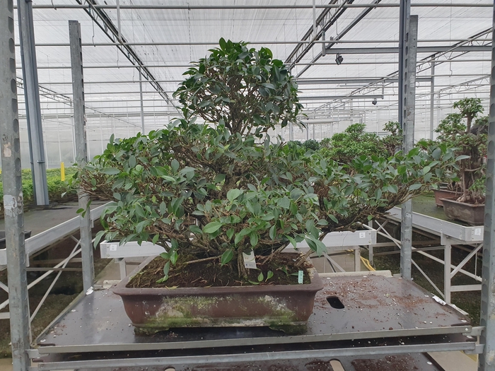 <h4>Ficus retusa, pot 61 cm. Height 85cm.( single item) (kopie)</h4>