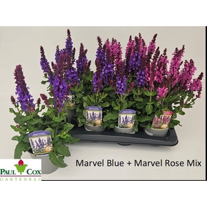 SALVIA BLUE MARVEL
