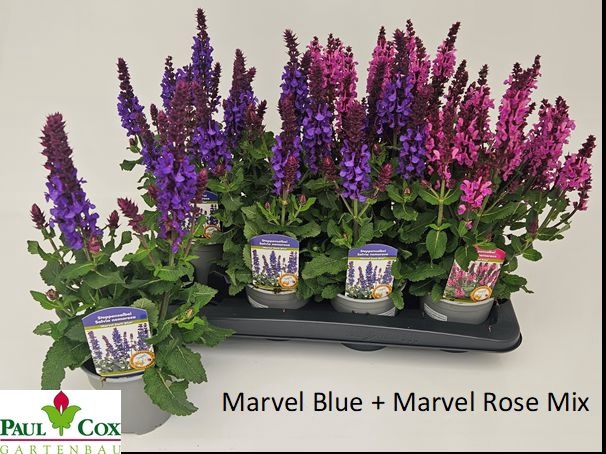 <h4>SALVIA BLUE MARVEL</h4>