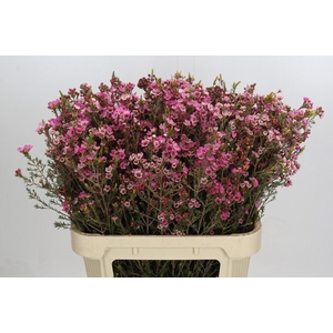 Chamelaucium Sarah's Delight