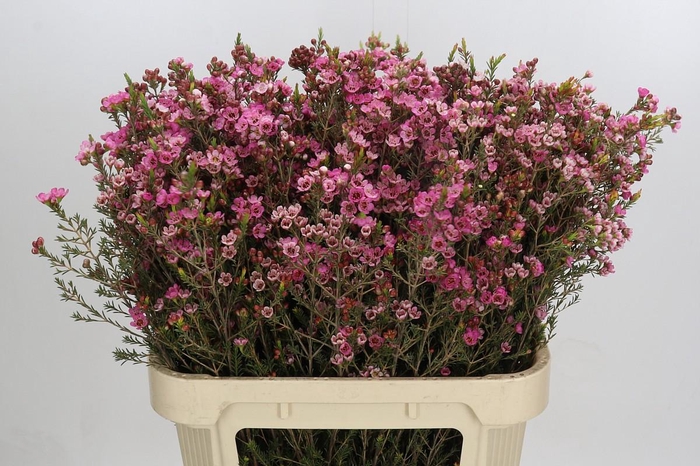 <h4>Chamelaucium Sarah's Delight</h4>