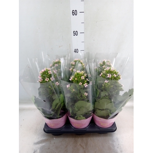 Kalanchoe blos. 'Feminine Pink'
