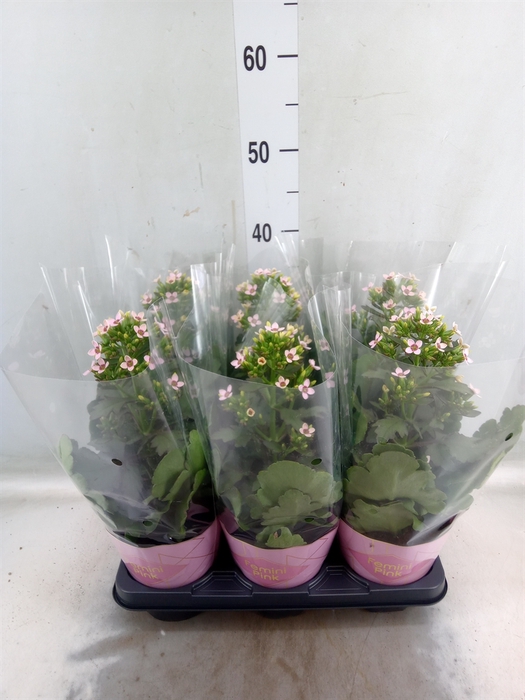<h4>Kalanchoe blos. 'Feminine Pink'</h4>