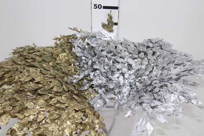 <h4>FOLHA DE AVENCA DESIDRATADA</h4>