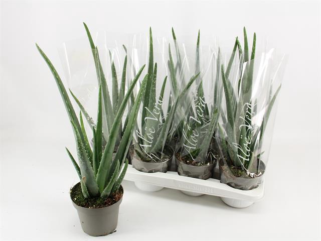 ALOE VERA