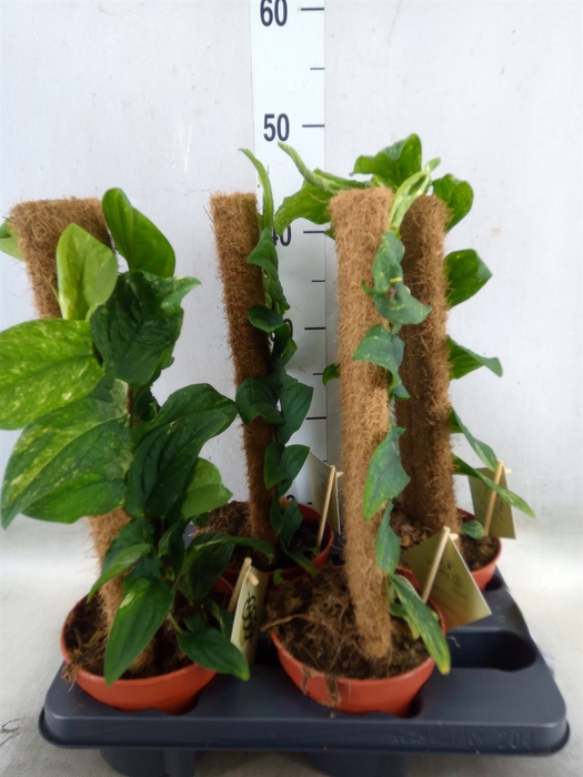 <h4>Rhaphidophora korthalsii</h4>