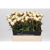 Paeonia Bowl Of Cream