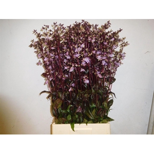 Penstemon Overig