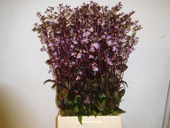 <h4>Penstemon Overig</h4>