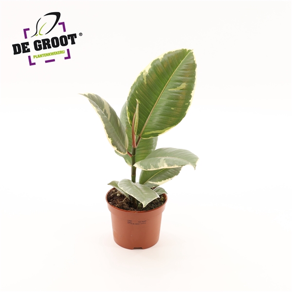 <h4>Ficus elastica 'Tineke'</h4>