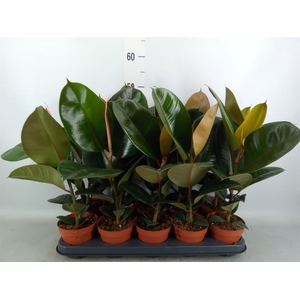 Ficus elastica 'Robusta'
