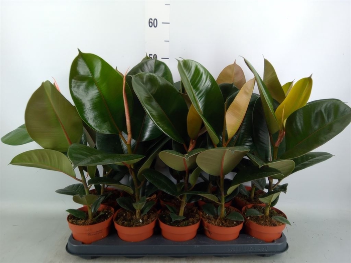 <h4>Ficus elastica 'Robusta'</h4>