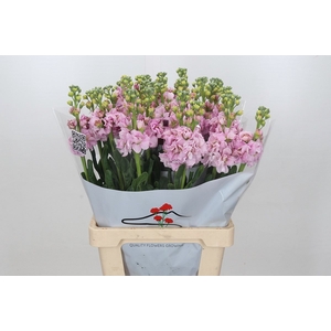 Matthiola Iron Cherry Blossom