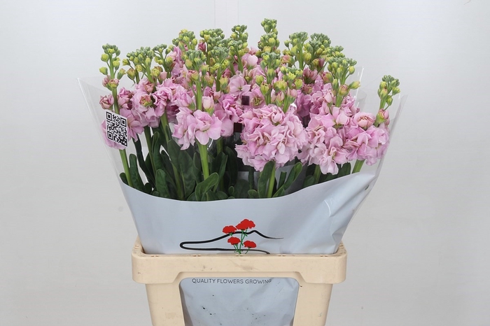 <h4>Matthiola Iron Cherry Blossom</h4>