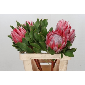 Protea Cynaroides Stellar