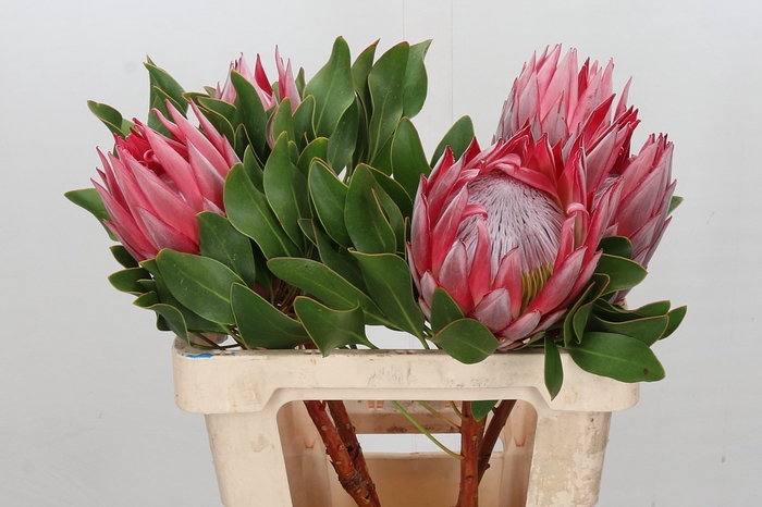 <h4>Protea Cynaroides Stellar</h4>