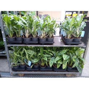Aglaonema   ...mix