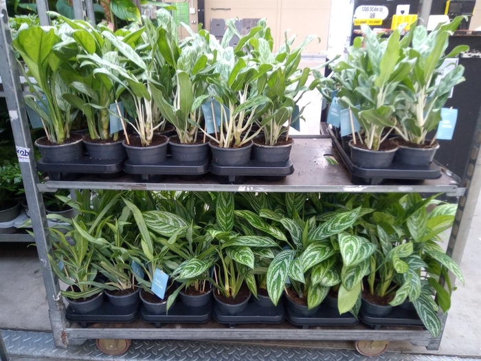 <h4>Aglaonema   ...mix</h4>