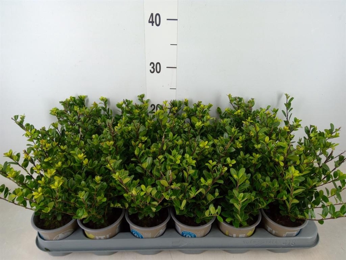 <h4>Ilex crenata 'Dark Green'</h4>