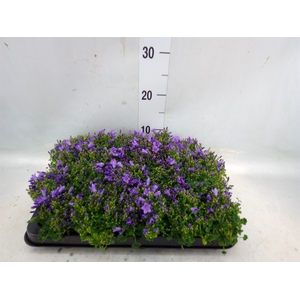 Campanula porten. 'Royal'