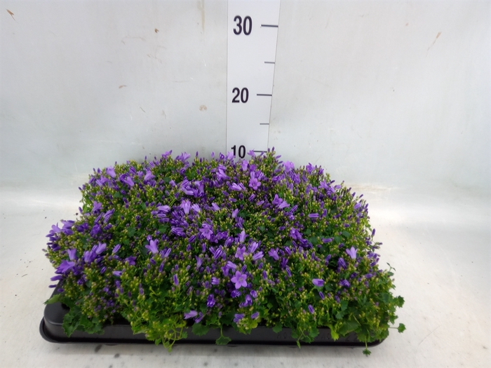 <h4>Campanula porten. 'Royal'</h4>