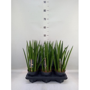 Sansevieria cyl.  ...