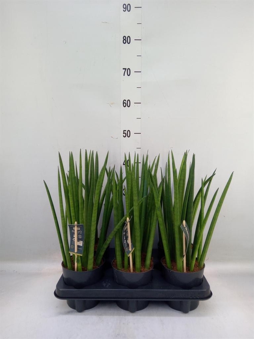 <h4>Sansevieria cyl.  ...</h4>