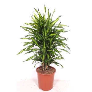 Dracaena Riki