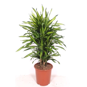 Dracaena Riki