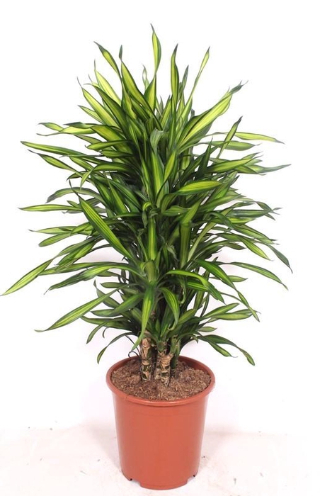 <h4>Dracaena Riki</h4>