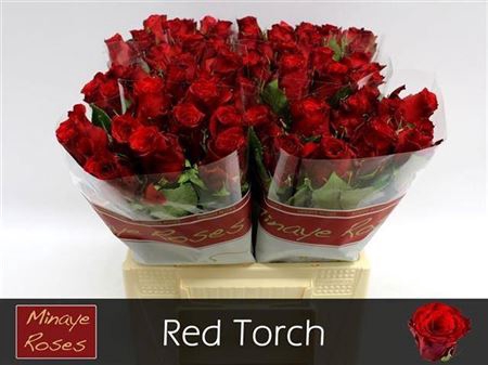 <h4>R Gr Red Torch</h4>