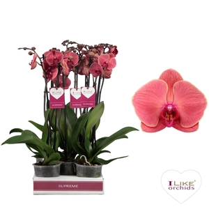 Phal Asian Coral 2 Tak