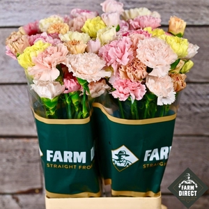 DI ST RAINBOW PASTEL