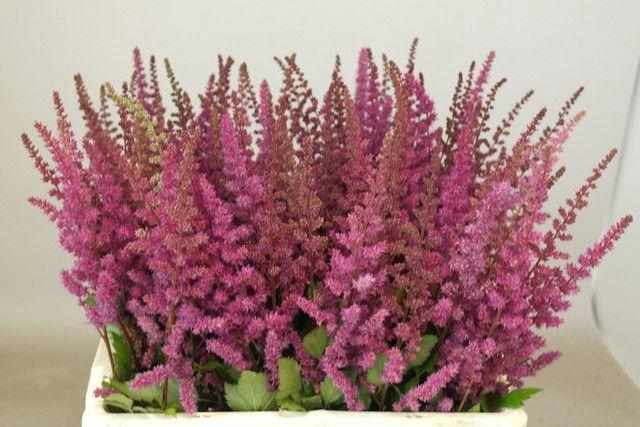 <h4>ASTIL MAGGIE DALEY</h4>