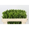 Kaaps Groen Albigreen