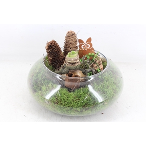 arr4 Amaryllis JS - Glas UFO schaal