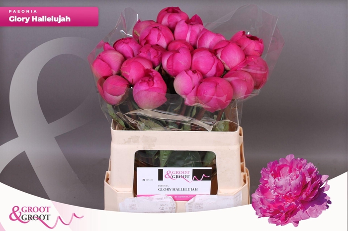 <h4>Paeonia Glory Hallelujah | Heavy Quality</h4>