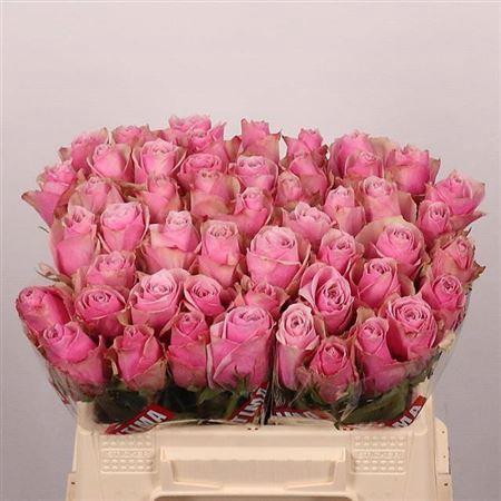 <h4>R Gr Athena Royale</h4>