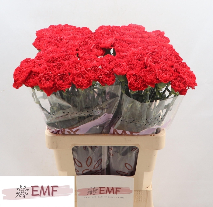 <h4>Dianthus st Sparta</h4>